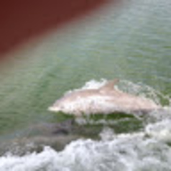 Meet your Posher, Jacqueline - Picture 1 of 1